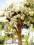 Melaleuca linariifolia - KRÓLOWA ŚNIEGU !