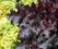 Heuchera Black Beauty - żuraweka z ciemnym liściem