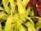 Carex Lemon Zest - niziutka złota trawa promocja