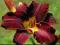 HEMEROCALLIS LILIOWIEC BLACK PRINCE