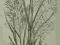 2 x kwiaty traw oryg. 1880