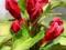 KRZEWUSZKA 'Red Prince' czerwony kwiat, w donicy2l