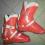 Buty narciarskie SALOMON SX61 26cm czerwone