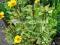 Heliopsis Summer Green - kwitnie całe lato :)