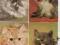 Pocztówki koty 8 różnych szt
