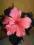 HIBISCUS-RÓŻA CHIŃSKA 25cm.Kwiaty ŁOSOSIOWO RÓŻOWE