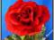 L002 Róża czerwona PACHNĄCA NOWOŚĆ Walentynki