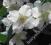 JAŚMINOWIEC PACHNĄCY piękny biały kwiat, donica 2l