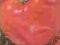 pomidor - KRAKUS- wysoki grunt lub folia