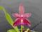 Storczyk, -Phalaenopsis thalebanii x violacea var.