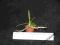 Storczyk, - Vanda parviflora