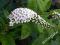 Lysimachia - sinusoidalne białe kwiatki na rabatki