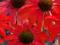 Echinacea Tomato Soup czerwona jeżówka do kolekcji
