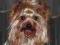 yorkshire terrier krycie reproduktor maly york
