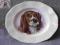 Talerzyk WEDGWOOD pies Welsh Springer Spaniel