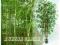 KRZYK MODY-bambus porasta ogrody BĄDŹ NA CZASIE
