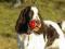 SPRINGER SPANIEL ANGIELSKI - piesek rodowodowy