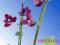 Klamerki do pędów - motyw kwiatka 10szt storczyk