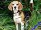 BEAGLE NOWY CUDNY KALENDARZ 2012