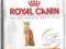 Royal Canin Exigent 42 sucha karma 10kg białko