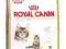 Royal Canin Maine Coon kitten sucha karma 10kg