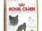 Royal Canin British Shorthair34 sucha karma 10 kg