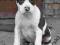 amstaff,american staffordshire terrier po Ch