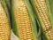 KARACHO FAO 260/ nasiona kukurydzy/kiszonka/ziarno
