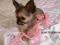 # CHIHUAHUA SUCZKI RODOWODOWE - POMORSKIE #