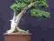 Cis - roślina - żywopłot, Bonsai