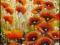 KWIATY  #  MAKI  #  _+ A.MROZEK +_  30 x 50