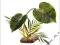 Komodo Woodland Canopy 42 cm - roślina K 46220