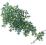 Komodo Blue Cover Ivy - roślina wisząca K 05012