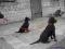 Rottweiler - podchowane szczenię rodowodowe Krk