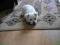 West Highland White Terrier Terier Westie