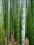 PHYLLOSTACHYS PUBESCENS - bambus mrozoodporny