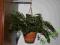 Pellaea rotundifolia - CIEMNOTKA DUŻA GĘSTA