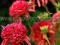 Mini---JEŻÓWKA Echinacea CRANBERRY CUPCAKE
