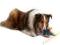 Petstages Orka Jack with Rope Small Super Zabawka
