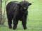 Byczek Highland Cattle i inne ciekawe zwierzęta