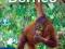BORNEO - Lonely Planet Regional Travel Guide