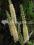 Actaea Atropurpurea - wysoka bylina do cienia