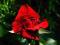 róże, róża wielkokwiatowa czerwona - PROMOCJA