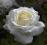 róże, róża wielkokwiatowa biała - PROMOCJA