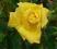 róże, róża wielkokwiatowa żółta - PROMOCJA