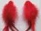 Czerwone kolczyki z piór idealne na karnawał !