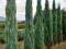Jałowiec Juniperus scop. 'Skyrocket' 300 cm