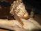 XIX w.drewniany Chrystus wys.-117x50,8,polichromia