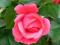 Róża -Pomóż głuchoniewidomej Gosi-charytatyna : ))