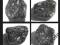Turritella agat skamienialosci zwierzat 39,40gr